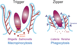 We provide professional and comprehensive legal services, solutions and legal representations in contract matters. Frontiers Physical Constraints And Forces Involved In Phagocytosis Immunology