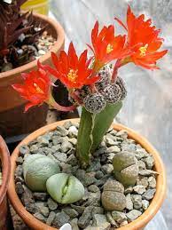 Honeydew, cantaloupe, canary melon, etc. Cactus Home Care All Secrets Reproduction Of Cacti How To Propagate Cacti At Home