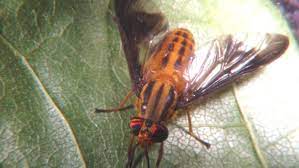 They are among the largest of all the fly species, and there are about 3,000 species of horse fly around the world. Why Deer Flies And Horse Flies Are Such Dreaded Summer Pests Wgme