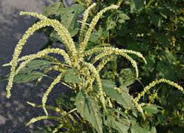 Image result for Amaranthus hybridus