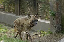 Striped hyena - Wikipedia