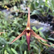 Image result for Bulbophyllum kivuense