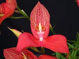 Image result for Disa cryptantha