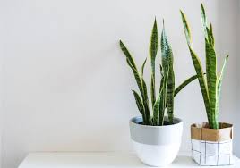 You can recognize snake plants by their long, pointed, upright leaves which look very much like snakes, giving the plant its name. Why Is My Snake Plant Drooping Causes And Solutions Smart Garden Guide