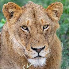The Face Of Experience By Mark Hunter Female Lion Cheetah Face Tiger Face