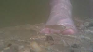 Beißzeiten 2017 pdf,beißzeitenkalender 2017,beißzeiten forelle,beißzeiten barsch,beißzeiten zander,beisszeit tafel,fisch beißzeiten app,beißzeiten aal, beißzeitenkalender 2017,beißzeiten karpfen,beisszeiten mondphase,beste uhrzeit zum angeln,wann beißen fische am besten kalender. Fische Beissen In Die Fusse Youtube