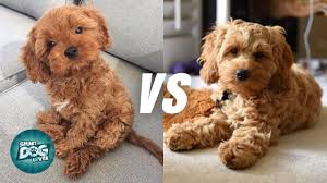 4/3/2021 (puppy cannot be picked up or travel until minimum of 8 weeks of age, fully w Cavapoo Vs Cockapoo Poodle Mix Breeds Comparison Youtube