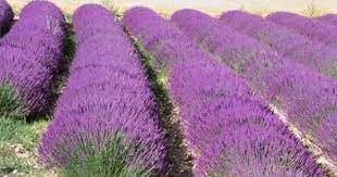 10 Best Small Evergreen Shrubs Small Evergreen Shrubs Growing Lavender Garden Shrubs