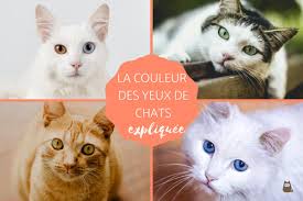 Sa tête légèrement triangulaire et son corps élancé le font d'ailleurs correspondre à un puma miniature. Couleurs Des Yeux Des Chats Et Leur Signification