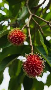 Image result for Scutia myrtina