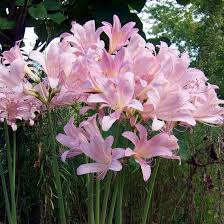 Allium Ampeloprasum Easy To Grow Bulbs Lily Bulbs Flowers