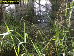 Image result for Scleria foliosa