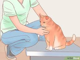 In order to maintain a healthy weight, cats need different amounts of calories at different periods in their lives. 4 Ways To Put Your Cat On A Diet Wikihow