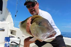 These fish are often found in warm waters at depths ranging from 500 to 900 feet. Golden Tilefish Deep Dropping Be A Gold Digger Fishtalk Magazine