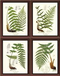 Picture ferns illustrations & vectors. Fern Botanical Prints 4 Framed Antique Vintage Illustrations Tropical Prints And Posters By Charting Nature Houzz