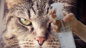 Se il gatto continua costantemente a graffiare il divano o sei stanco di trovare strati di pelo sullo schienale della sedia, allora una tecnica semplice ed usa dei repellenti dagli aromi o odori non graditi ai gatti. Tutorial Come Allontanare I Gatti Da Casa Vostra Youtube