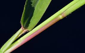 Image result for Urochloa platynota