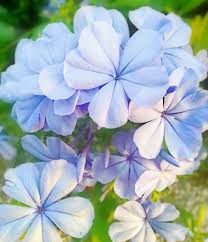 Image result for Plumbaginaceae