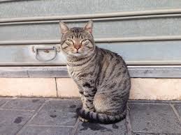 What Does This Cat Posture Mean Sitting With The Tail Wrapped Around The Side Cats Cat Sitting Postures