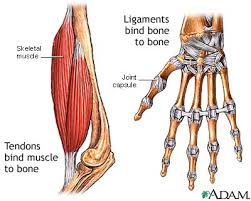 Ligaments are connective tissue connections between two bones that help stabilise the joint. Tendon Vs Ligament Medlineplus Medical Encyclopedia Image