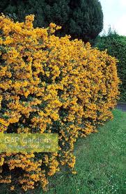 Image result for Berberis darwinii