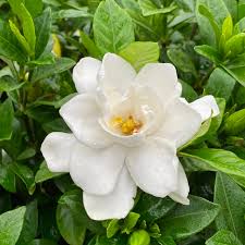 Image result for Gardenia cornuta