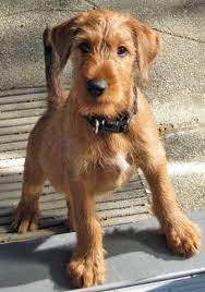 Dog Hot Spot 101 What Are They And How Should I Care For Them Irish Terrier Puppies Irish Terrier Terrier