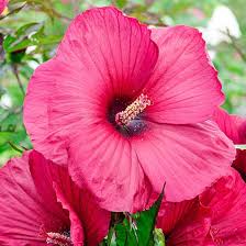 Image result for Hibiscus noldeae