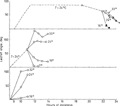 Image result for Samanea leptophylla