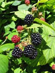 Blackberry Plants I Have Wild Blackberries In My Yard Blackberry Plants Growing Raspberries Raspberry Plants