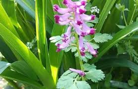 ムラサキケマン 花 言葉