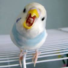 angry budgie budgies pet birds cute animals