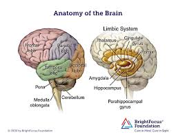 Brain wave activity slows but is marked by brief bursts of electrical activity. Brain Anatomy And Limbic System Brightfocus Foundation