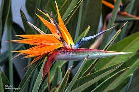 Spanish word for paradise, including example sentences in both english and spanish. Bird Of Paradise Plant Spanish Name Ave Del Paraiso Engli Flickr