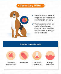 You can miss focal disease with this method. Immune Mediated Disease In Dogs Canna Pet