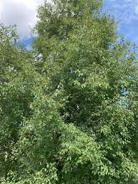 Image result for Prunus serotina