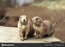 Image result for Cynomys ludovicianus obrázek