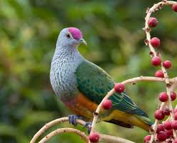 Rose Crowned Fruit Dove Hayvanlar Alemi Hayvanlar Sanat