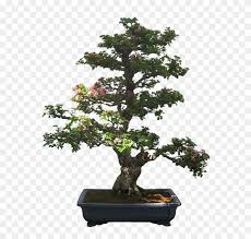 Clipart bonsai tree silhouette hd png download kindpng bonsai trees silhouettes set art print barewalls posters prints bwc8388622 bonsai silhouette poster by dpodshirts redbubble bonsai silhouette png free png images toppng amazon com bonsai stencil the artful stencil handmade bonsai tree silhouette stock photo alamy. Bonsai Cliparts 9 Buy Clip Art Bonsai Tree Bonsai Silhouette Free Transparent Png Clipart Images Download