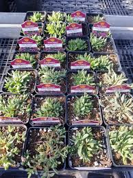 Image result for Delosperma mahonii