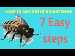 How To Get Rid Of Sweat Bees In Yard Without Professional Help Fast Ea Sweat Bees Bee Repellent Getting Rid Of Bees