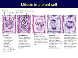 Maybe you would like to learn more about one of these? The Cell Cycle And How Cells Divide Phases