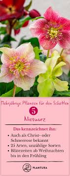Pin Von Joyce Alexander Auf Helleborus In 2020 Schattenpflanzen Pflanzen Pflanzen Schatten