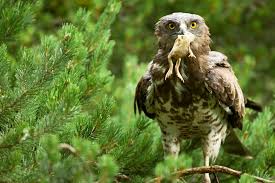 Endangered species of india a plant, animal or microorganism that is in immediate risk of biological extinction is called endangered species or threatened species. Hundreds Of Bird Species In India Are Declining
