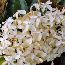 Image result for Ixora seretii