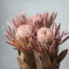 Dried Flower Decor From Apollo Box Dried Flowers Flower Decorations Protea Flower