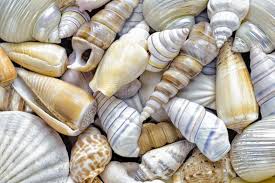 Shell is a global group of energy and petrochemical companies. How Are Seashells Created Or Any Other Shell Such As A Snail S Or A Turtle S Scientific American