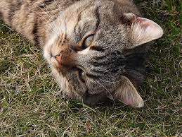 Apa arti mimpi melihat kucing? Kucing Anak Kucing Coklat Keabu Abuan Dachowiec Hewan Membelai Bulu Bagus Kucing Jantan Melihat Kumis Pikist