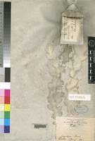 Image result for Ficus scassellatii