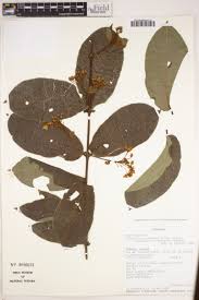 Image result for Triaspis macropteron